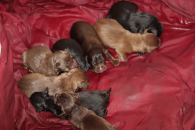 little puppies are the cutest! but they can be a lot to handle on your own. we would love to walk your little ones (when old enough) and help with any clean up! we do popo pickup and laundry! for more info text me at 517-775-8307 