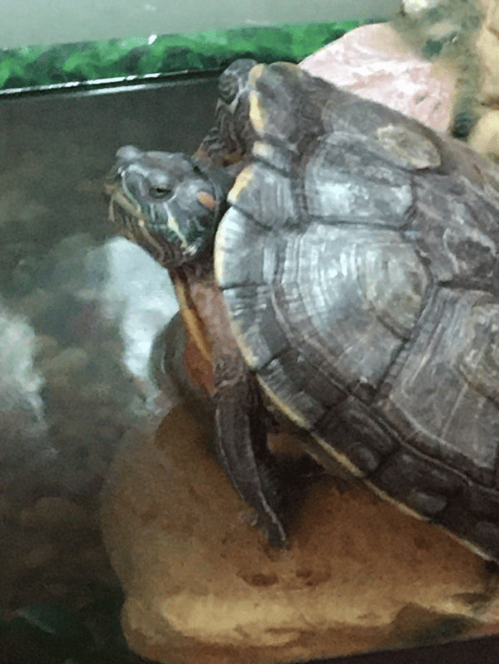 all pets are welcome at hearts for hounds! for more information on reptile care, please text 517-775-8307!!!