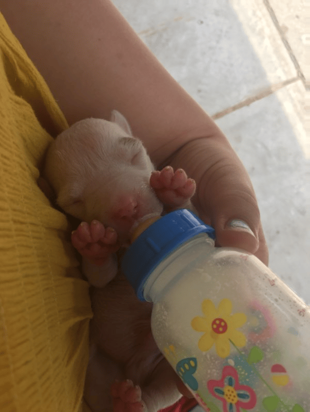 bottle babies can be a scary thing. its hard not to devote every second to them. if you need a break please text me at 517-775-8307