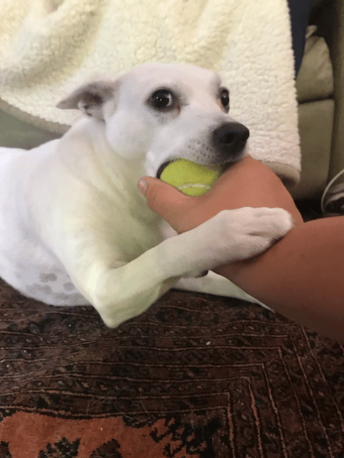 play time is a must for any pup! need your baby to be out of energy by the time you get home? text 517-775=8307 for details on pet sitting.