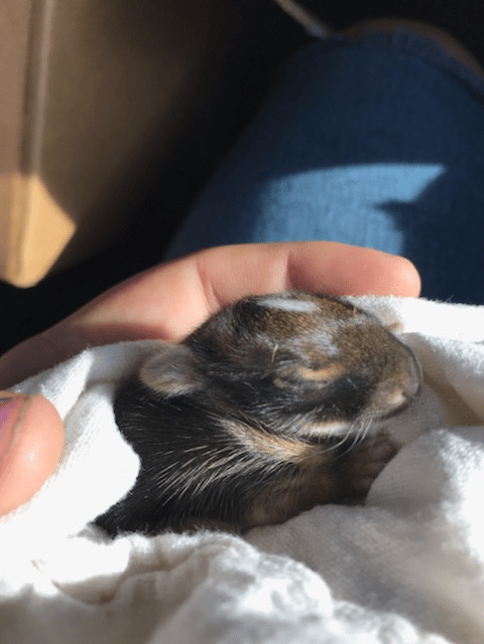 no fur baby to small! this little bunny was found abandoned for days, she was brought to a small wild animal clinic about 20 minutes from us. 