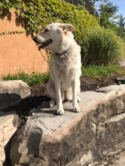 its no secret dogs love walks, this dog also happens to love pictures! 