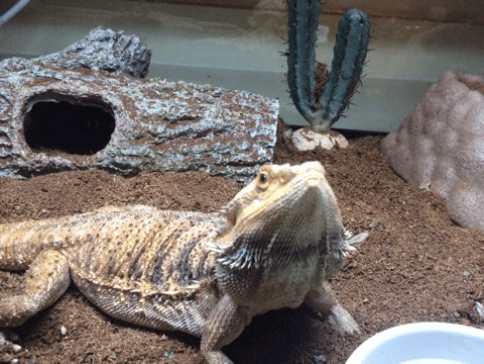 big bois need their food! we would love to assist in feeding! hearts for hounds has no problem with super worms, roaches, or frozen mice! -food must be provided by owner