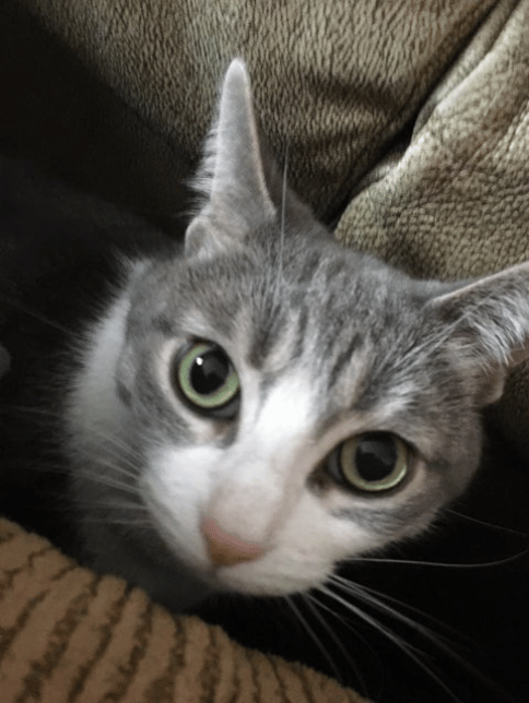 eve cats like attention throughout the day! for more info on pet sitting please text 517-775-8307