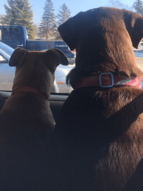 "PET TAXI", we hear you! if you need to transport a pup don't hesitate to reach out! rated are dependent on distance traveled! for more info please text 517-775-8307