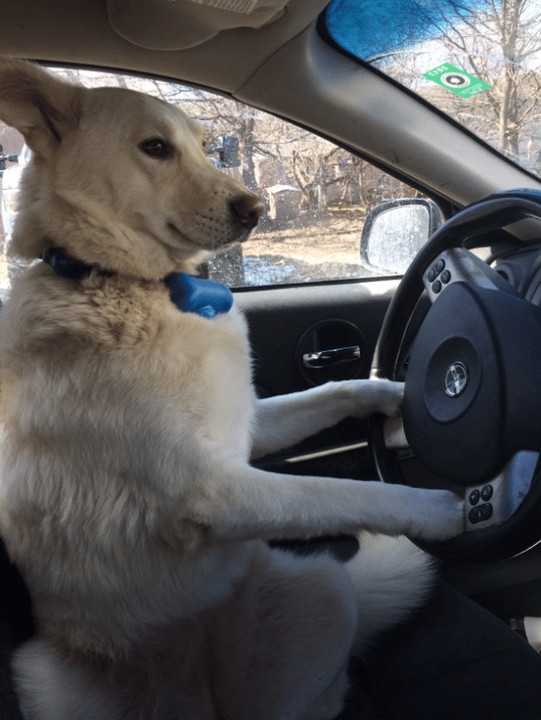 dose your pet need a ride? contact us for info on our pet taxi service! (disclaimer-we do not let dogs drive the car)