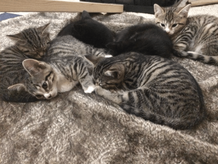 sometimes life can be hectic, but look at these sleeping angles and tell me it dose not warm your heart!!!