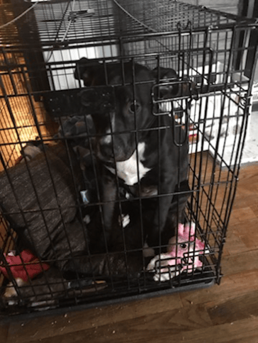 while we 100 percent acknowledge the crate is a safe and secure place for a dog, no puppy wants to be boxed up all day! let us help! we would love to let your puppy out for walks while your at work! just text 517-775-8307 