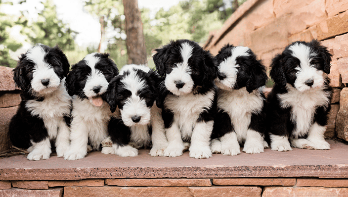 puppies
