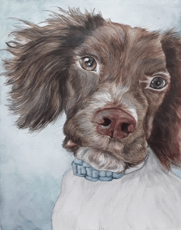 Springer Spaniel 