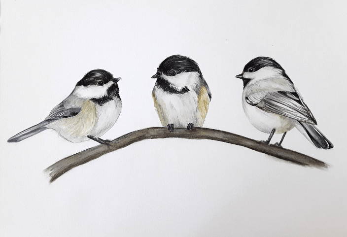 Chickadees