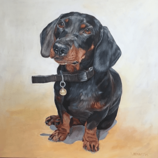 Dachshund 