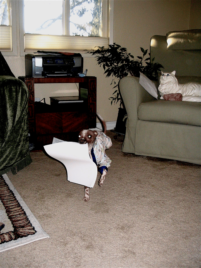 Pink Golden Gordon retrieving printer paper