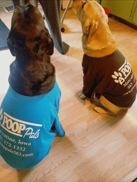 POOP DOGS