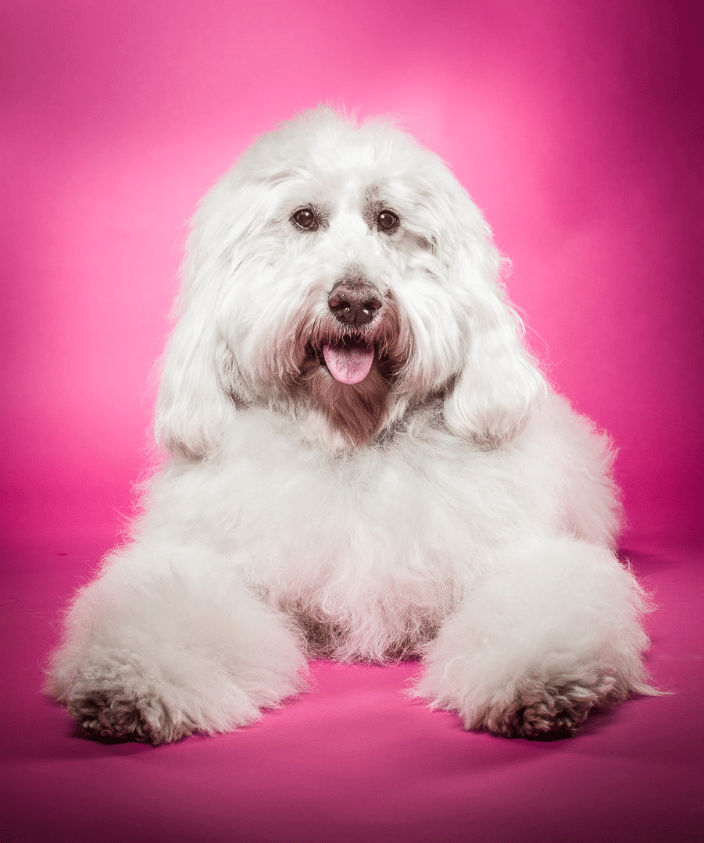 Poodles in Pink!