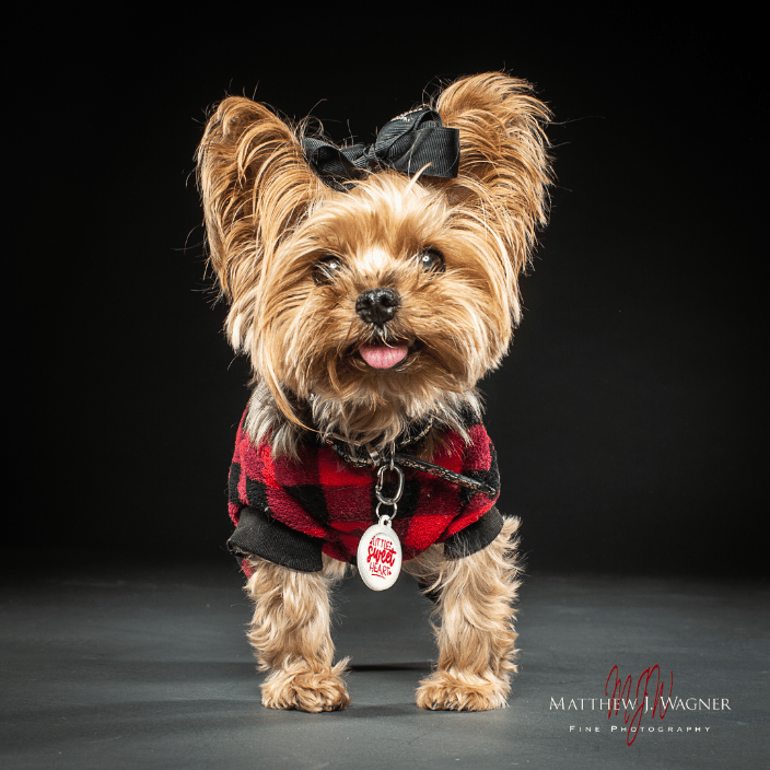 NYC's famous Apple the Yorkie!
