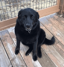 Maya