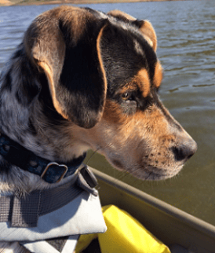 Scout