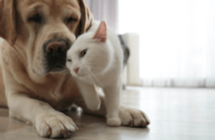 Dog euthanasia portland oregon clearance