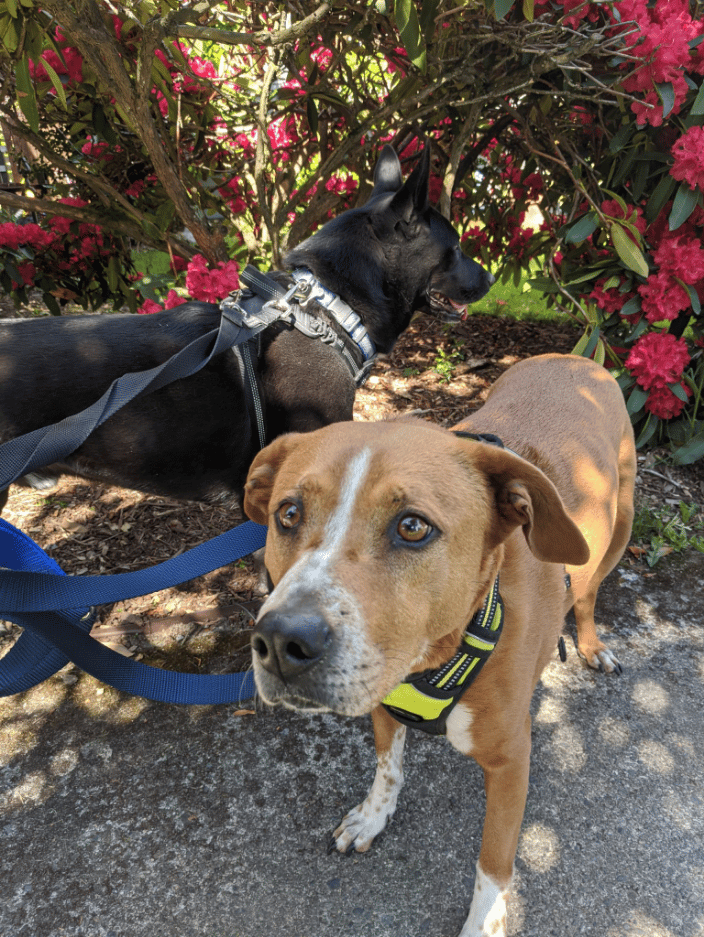 Walking with my buddy.