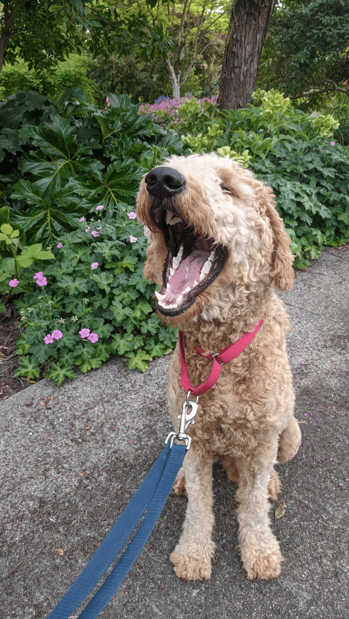 Having a good laugh.