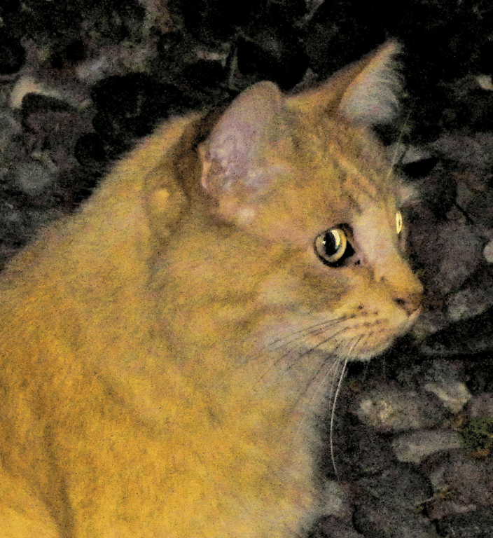 Sunshine - my soul mate kitty who wants to come back to me