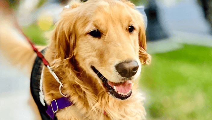 My dog Bella out for her walk