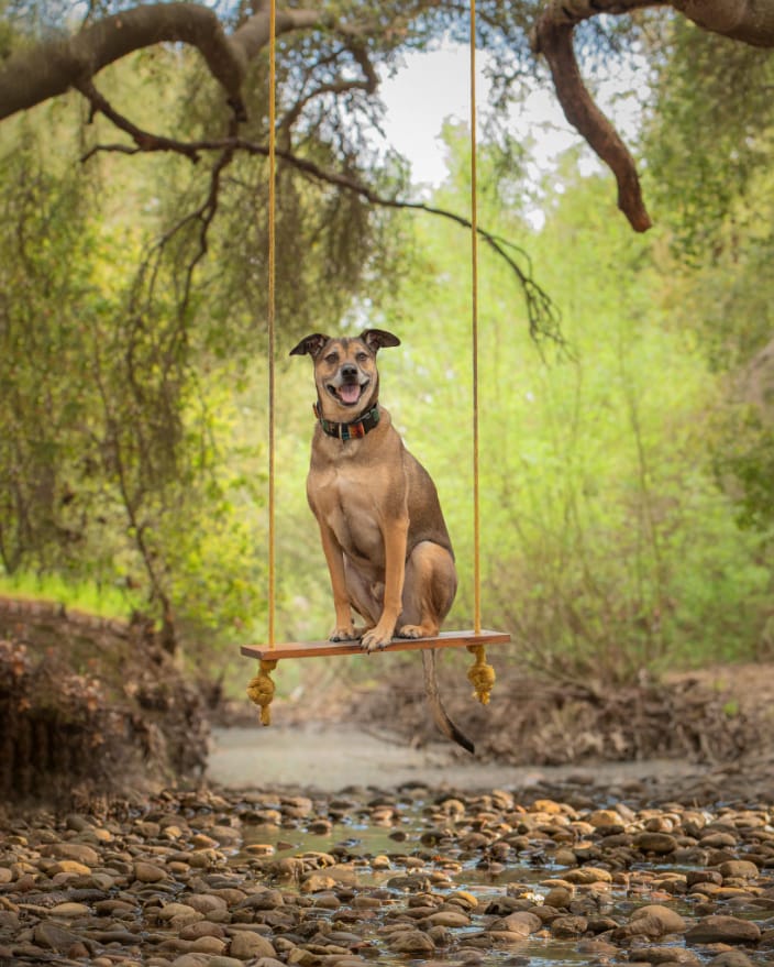 Rescue dog on swing