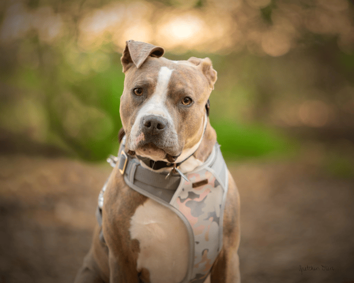 Adorable Pit Bull