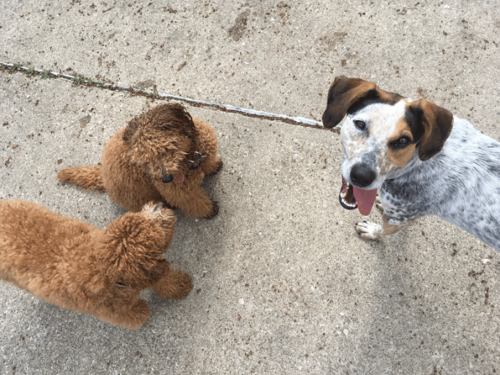 Doggy Day Play @ Jackson Bark