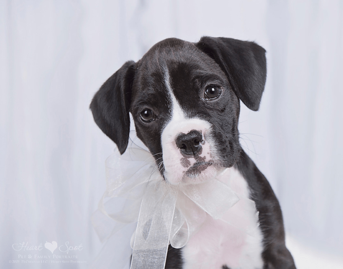 Boxer Puppy