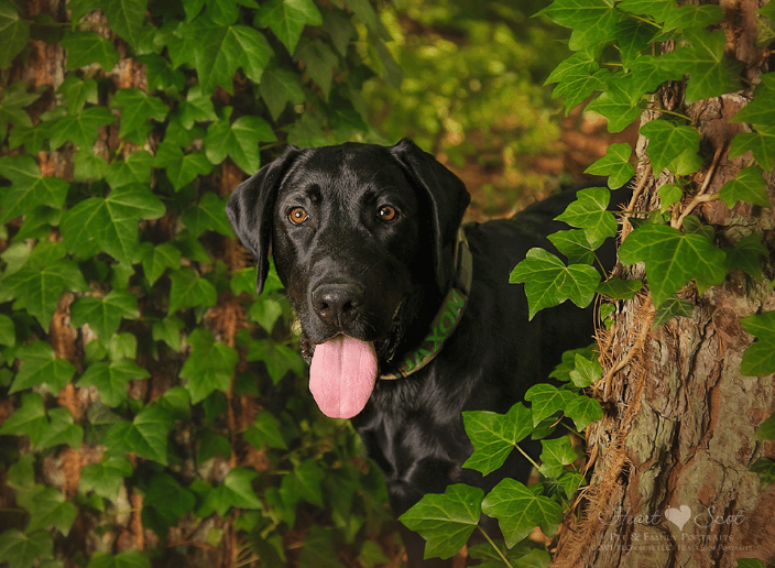 Black Lab