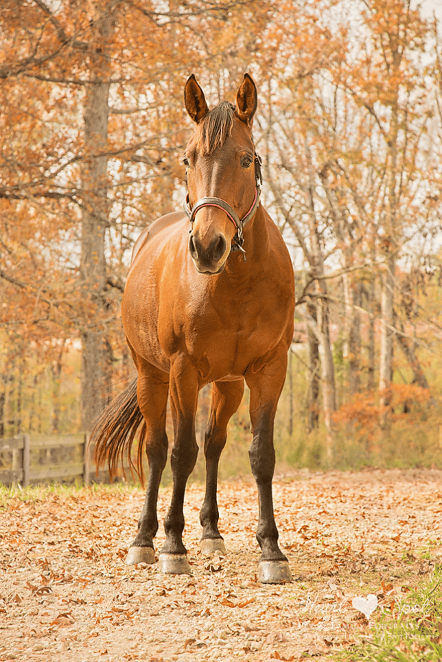 Quarter Horse