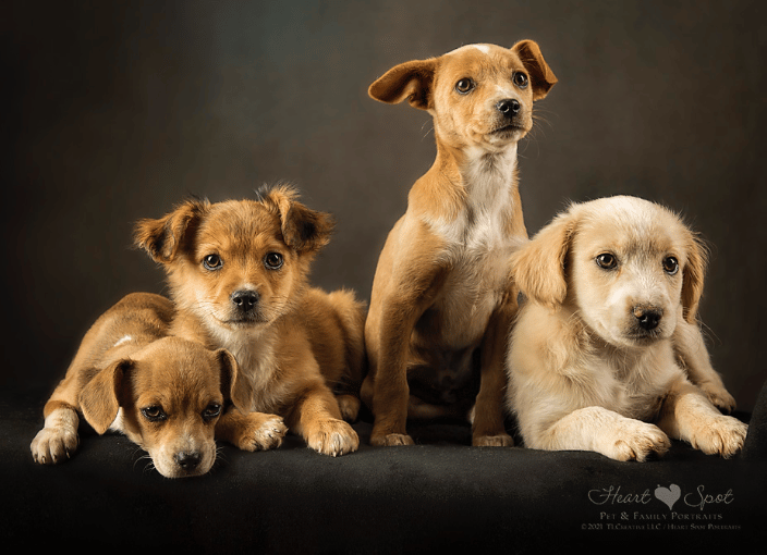 4 puppies