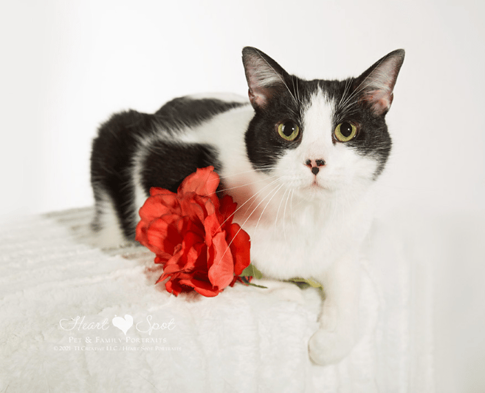 Tuxedo Black & White Cat
