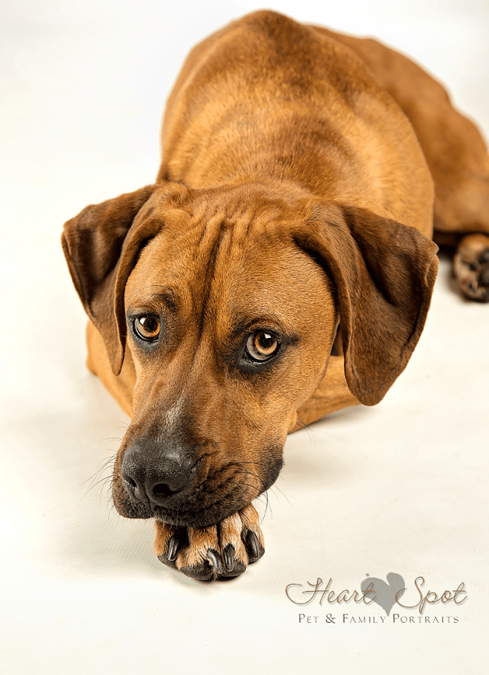 Boxer mix dog