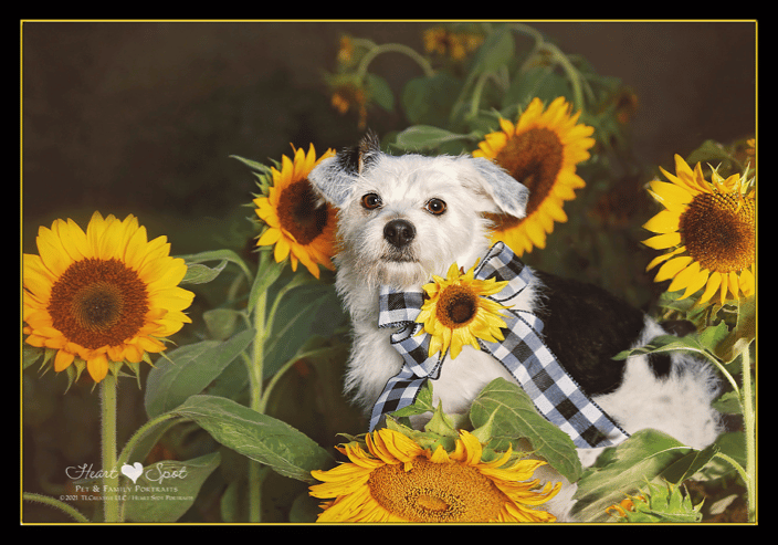 dog in sunflowers