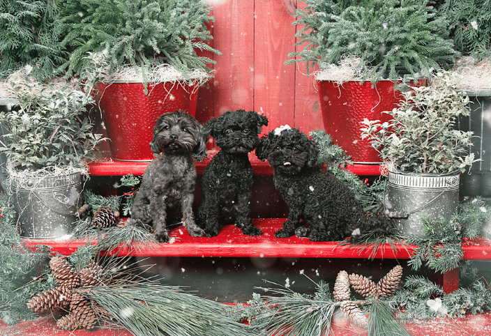 Lhasapoo's on holiday wall scene