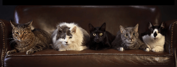 Cats