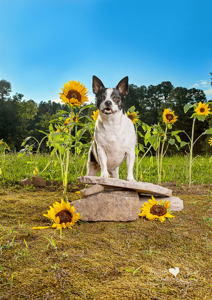 Chihuahua in Sunflowers
