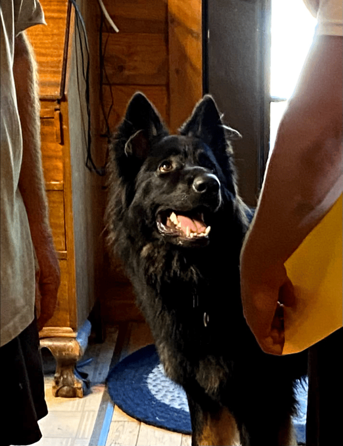 Client dog, Bear, 10 month old GSD
