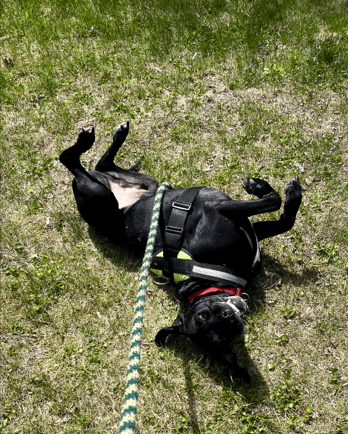 Client dog, George, goofy lab boy