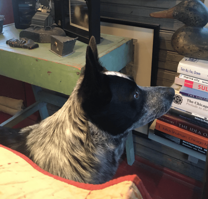 Sweet client, Harper Lee