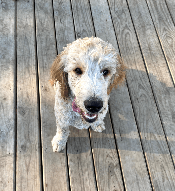 Heeeere's Boomer!