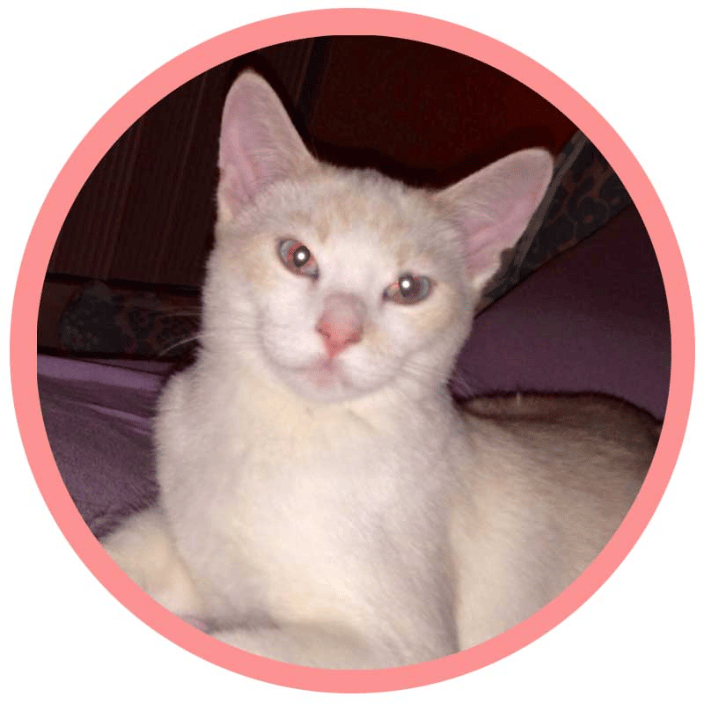Tommy the tomcat, rescue kitty