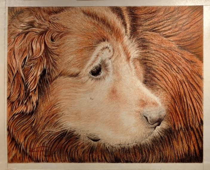 Barney - Golden Retriever