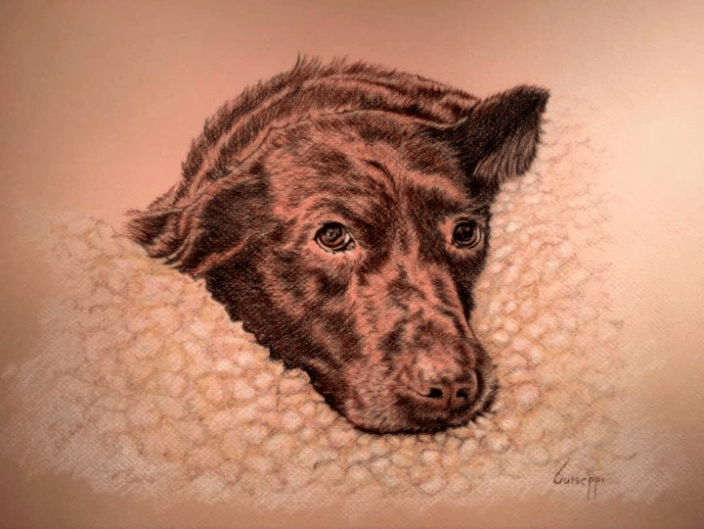 Jazzy - Chocolate Lab~