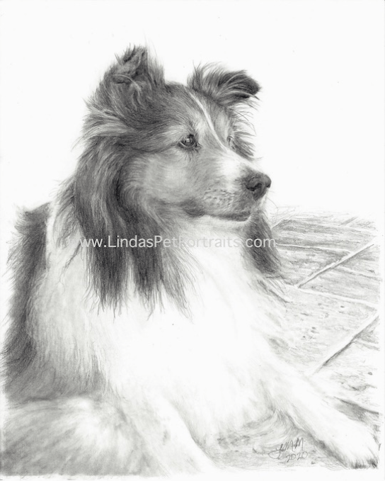 Shetland Sheepdog