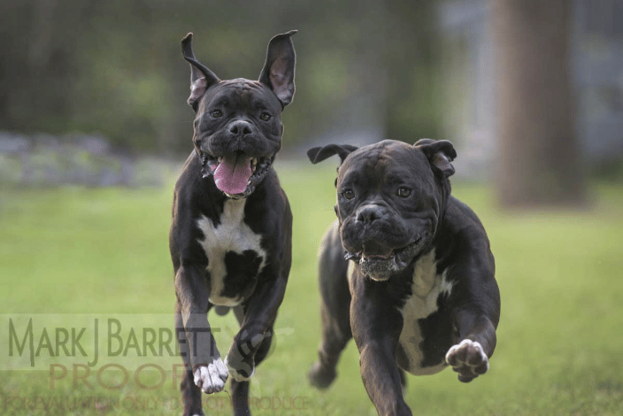 Juvenile Boxer Dog brothers running
