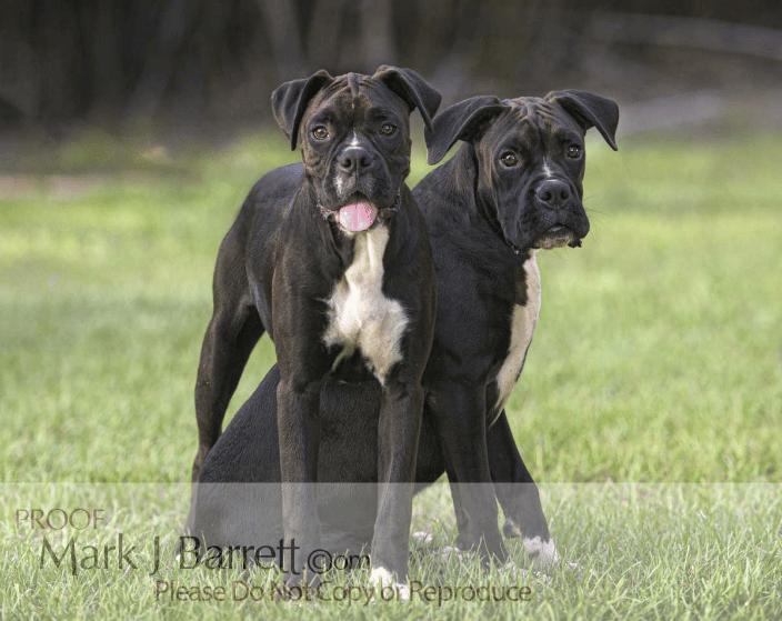 Juvenile Boxer Dog Brothers